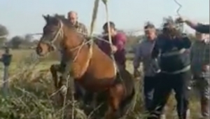 Kuyuya düşen atı itfaiye kurtardı