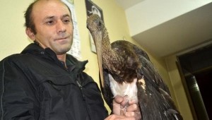 Yaralı halde bulunan Kara leylek tedavi altına alındı