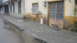 Anne köpek sayesinde asansör boşluğuna düşen yavru köpeği itfaiye kurtardı