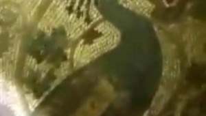 Definecilerin ortaya çıkardığı tavus kuşu mozaiği 1800 yıllık 