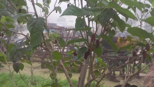 Kış mevsiminde meyve veren dut ağacı şaşırttı VİDEO