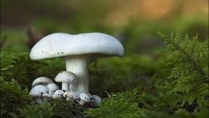 Mantar toplarken kolundan saçmayla yaralandı