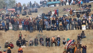 Musalar Yeniköy’de 5’inci deve güreşlerine yoğun ilgi