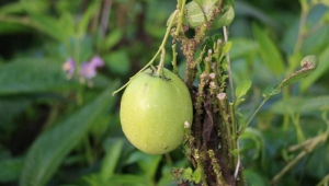 Şifa niyetine diktiği 'pepino' gelir kaynağı oldu