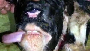 Tek gözlü, burunsuz buzağı şaşırttı