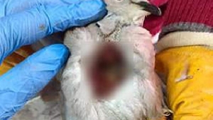 Yaralı kumru tedavi edildi