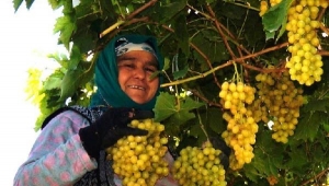 Alaşehir Gümrüğü'nden tarımsal ürün ihracatı düştü, gelir aynı kaldı