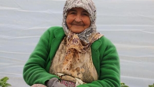 Çilek işçileri yevmiyeden dertli