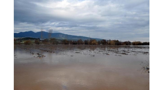 Gediz Nehri'ndeki taşkında tarım arazileri göle döndü