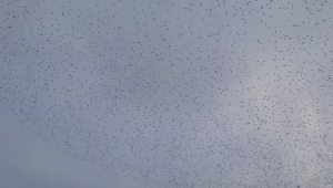 Gökyüzünde Sığırcık Şöleni (VİDEO)