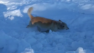 İLK KEZ KAR GÖREN MAYK KARIN ZEVKİNİ ÇIKARDI VİDEO