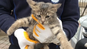 Kaputun içinde mahsur kalan kediyi ‘Zabıta’ kurtardı