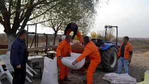 Milli tohum için hükümlüler 80 dekar alana arpa ekti