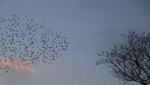 Sığırcık kuşlarından görsel şölen