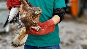 Tedavisi yapılan yaralı şahin doğaya salındı