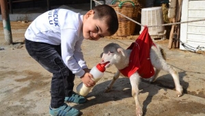 Ayakları felçli kuzu 'Prenses'e, özel bakım