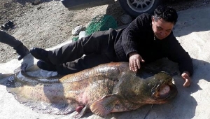 Dev yayın balığı görenleri şaşırttı