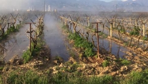 Alaşehir'de jeotermal havuzu taştı, 5 dönüm bağ zarar gördü