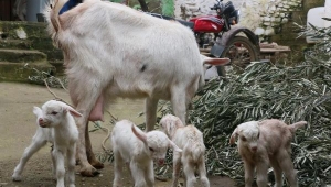 Keçisinin dördüz doğurması mutlu etti