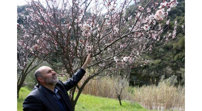 Meyve ağaçları çiçek açtı, üretici endişeli
