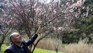 Meyve ağaçları çiçek açtı, üretici endişeli