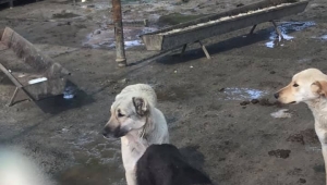 Turgutlu Belediyesi Hayvan Barınağı sular altında. 