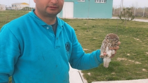 YARALI BAYKUŞ YAVRUSU TEDAVİ EDİLDİ