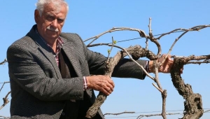 10 yıl emek verdiği bağındaki asmaları bir gecede kestiler