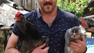 Bu tavuklar mavi yumurtluyor