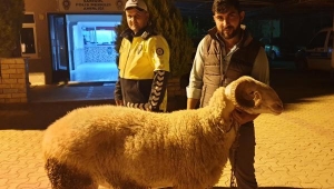 Çalınan koçunu bulan polislere teşekkür etti