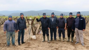 Dolu yağışı Saruhanlı'da ekili araziler ve seralara zarar verdi