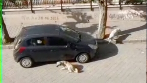 Köpeklerin kovaladığı kediyi itfaiye kurtardı