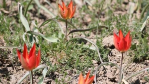 Manisa Lalesi'ni koparana 60 bin lira ceza