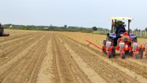 Salihli'de 'beyaz altın' pamuk yeniden gözde