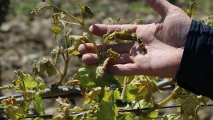 Saruhanlı'da üzüm bağlarını doludan sonra don vurdu