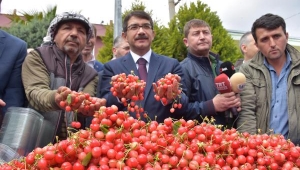 Sezonun ilk kirazı kilosu 250 liradan satıldı