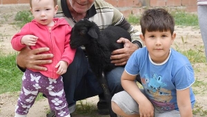 Annesinin emzirmediği kuzuyu evde besliyorlar