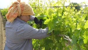 Asma yaprağı toplayarak aile ekonomisine katkı sağlıyorlar