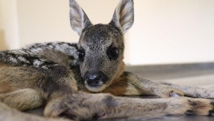 Bacakları kırılan yavru karaca tedavi edildi