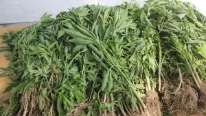 Bağ evindeki serada yetiştirilen Hint kenevirleri imha edildi