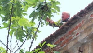 Caddedeki incir ağacına arılar oğul verdi