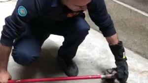 Kalorifer kazanına düşen yavru kedi kurtarıldı