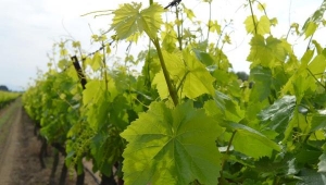 KÖYÜN GELİRİNİ ASMA YAPRAĞI OLUŞTURUYOR