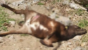 Kurtlar 3 buzağıyı telef etti, 1'ini yaraladı