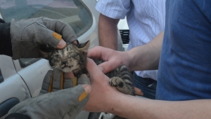 Âmâ yavru kediyi itfaiye kurtardı