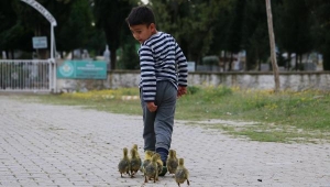 Minik Besim'in kaz yavrularıyla yürek ısıtan dostluğu