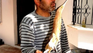 Nesli tükenmekte olan balaban kuşu yaralı bulundu