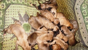 Ölen Anadolu çoban köpeğinin 18 yavrusuna bakıyorlar