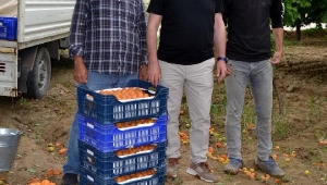 Salihli'de erkenci kayısının hasadı başladı