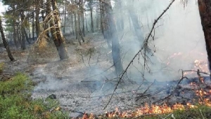 Turgutlu'da orman yangını